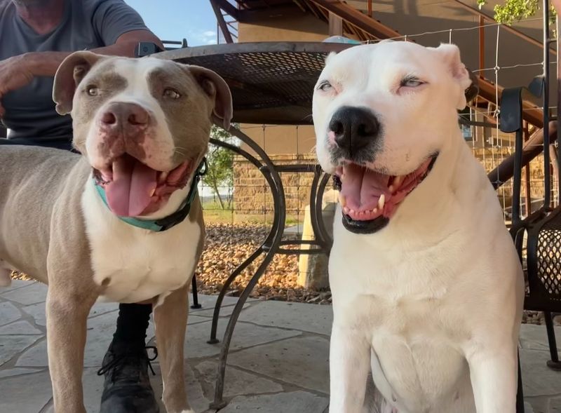 Pit Bull Terrier