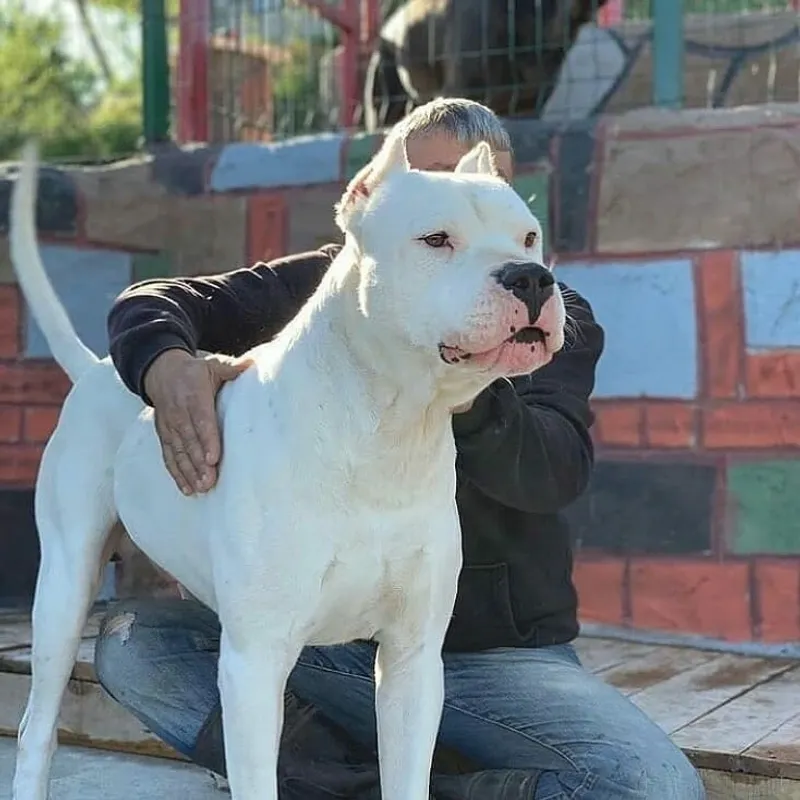 Dogo Argentino