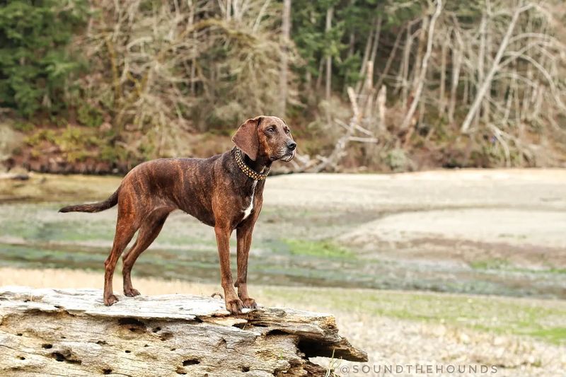 Plott Hound