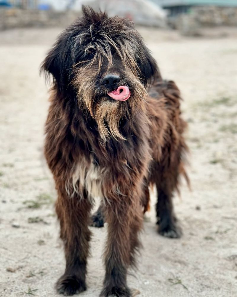 Bergamasco Shepherd