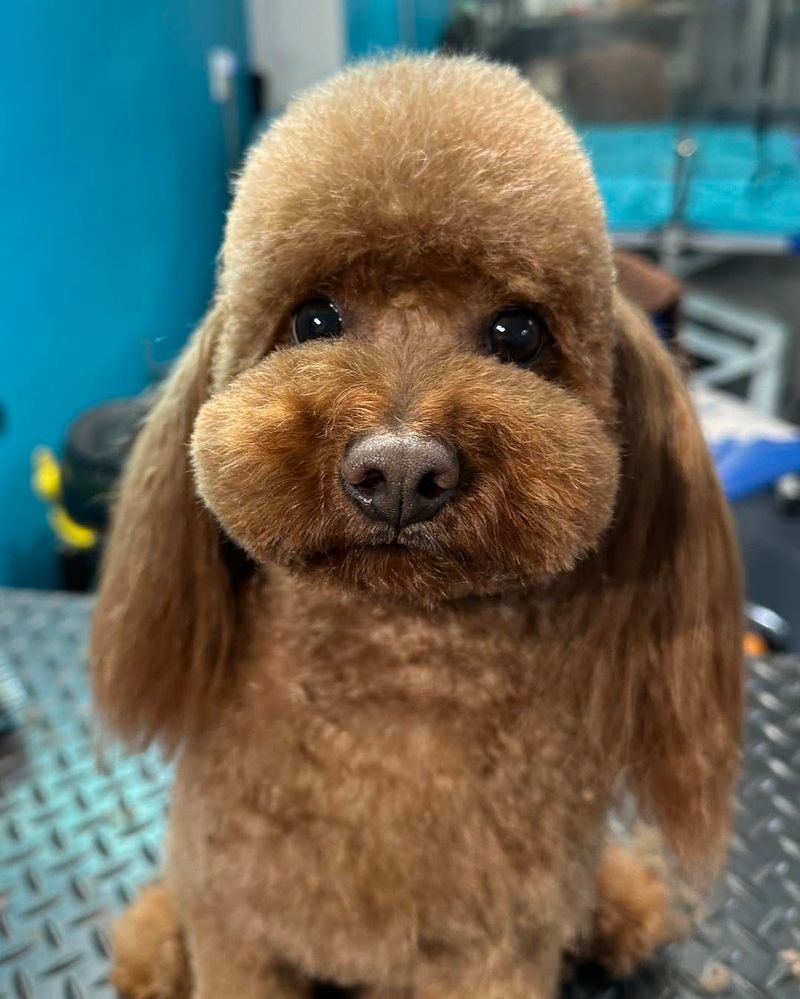 Poodle