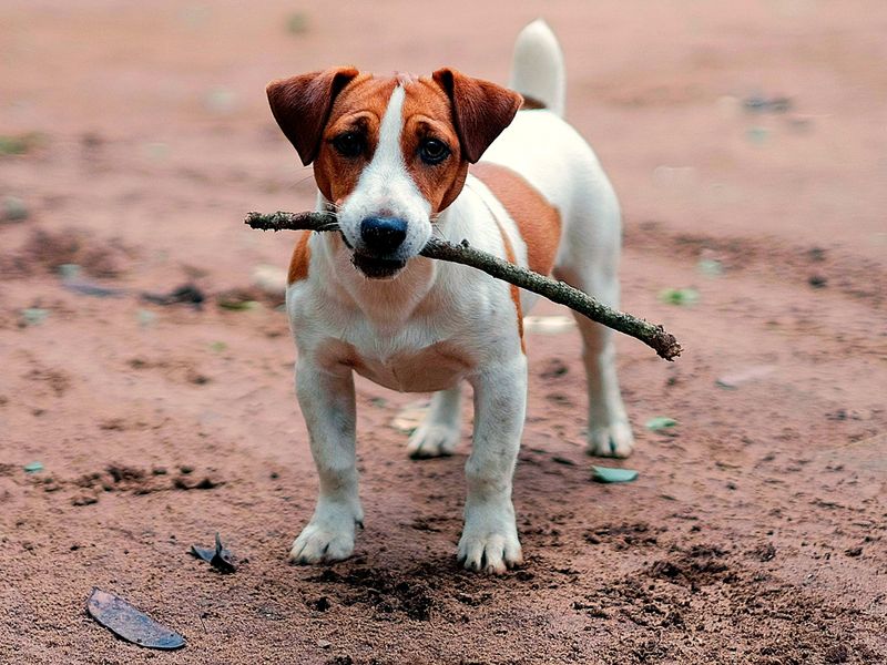 Intrepid Jack Russell Terrier