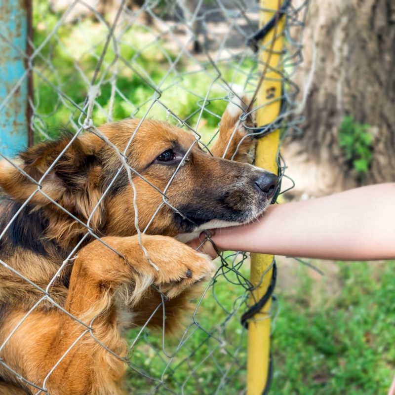 Long-Term Shelter Residents
