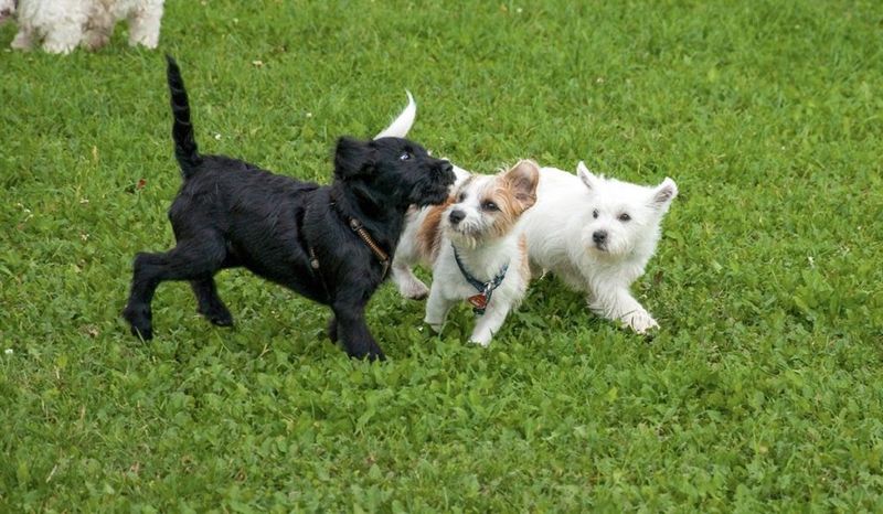 Puppy Socialization