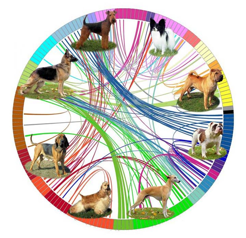 Puppy's Lineage