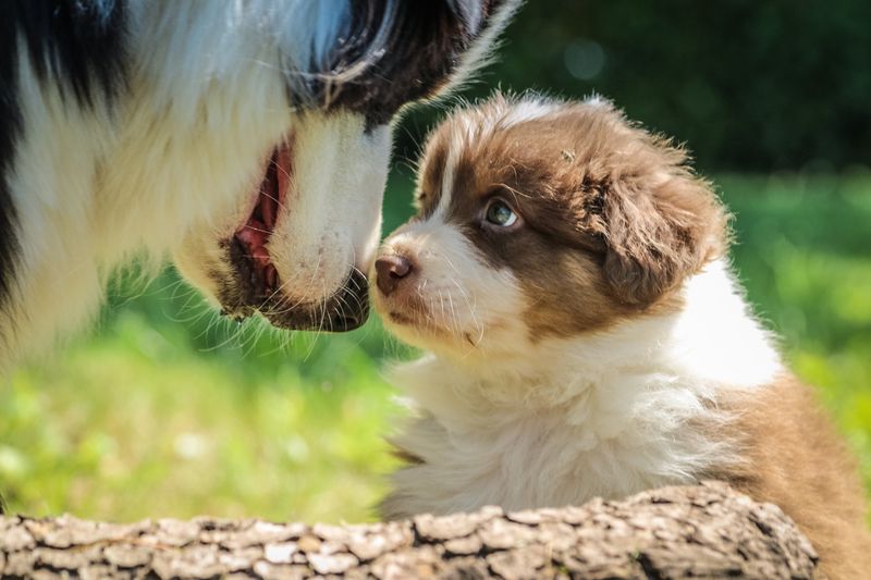 Breeder's Support