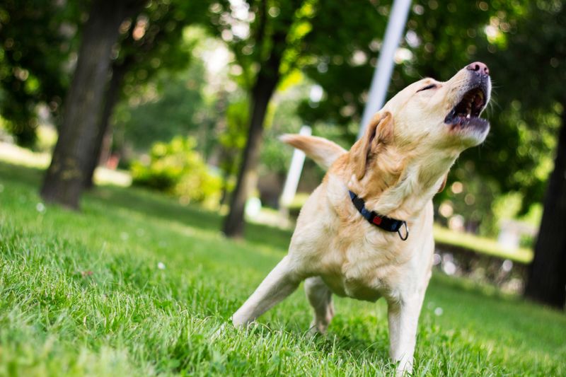 Barking with Joy