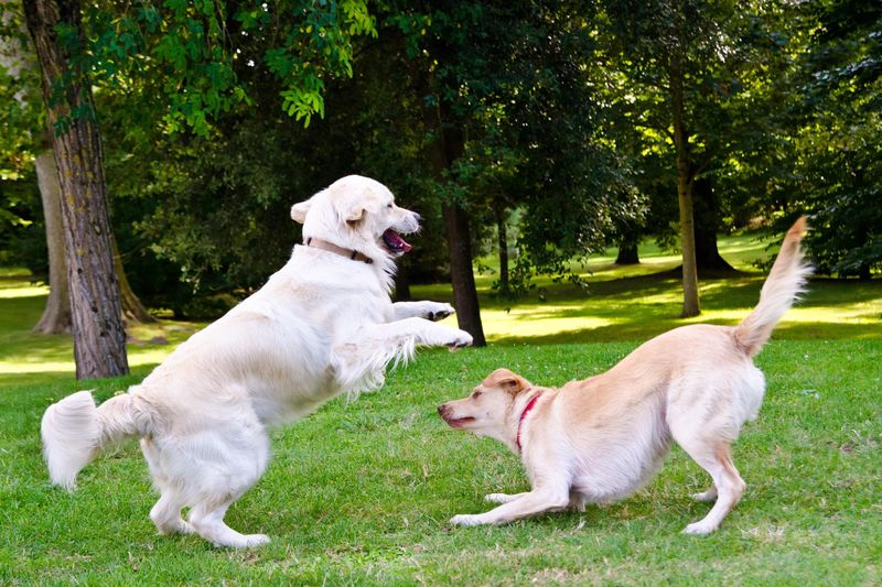 Playful Behavior