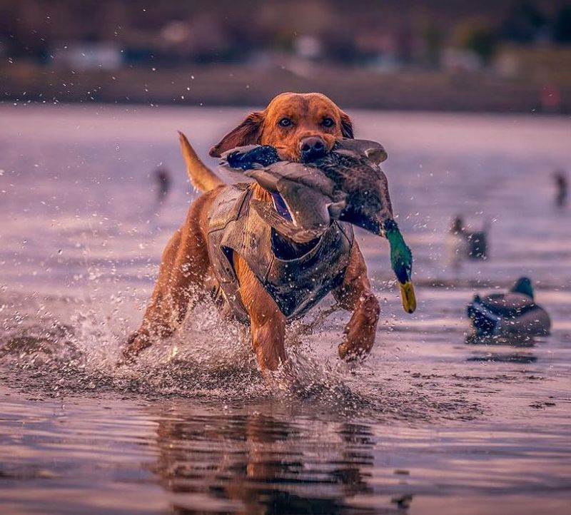 Labrador Retriever
