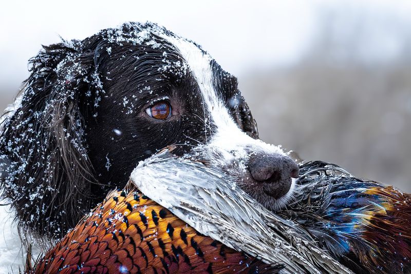 English Springer Spaniel