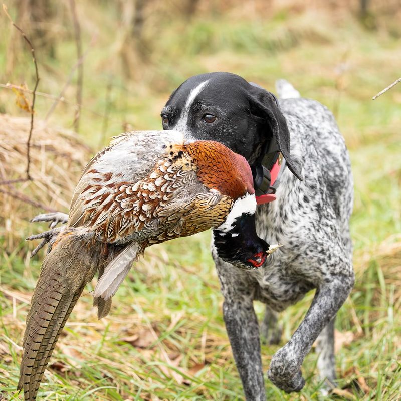 German Shorthaired Pointer