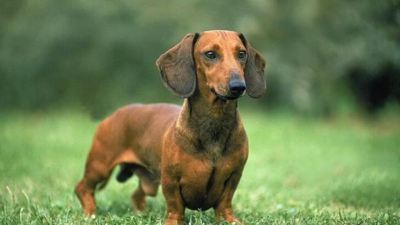 Dachshund