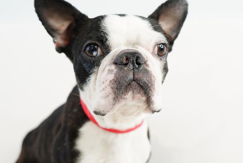 Boston Terrier