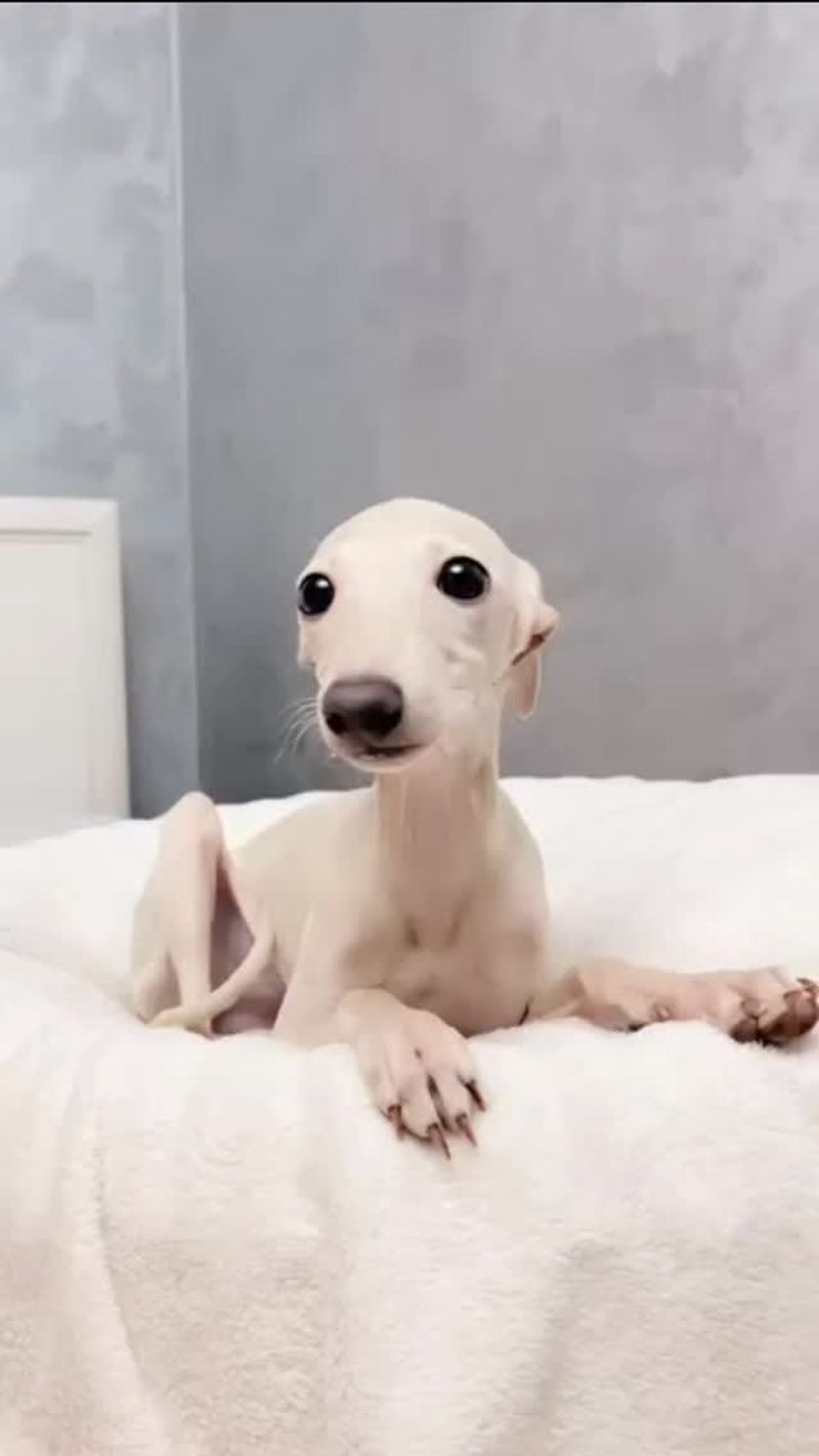 Italian Greyhound