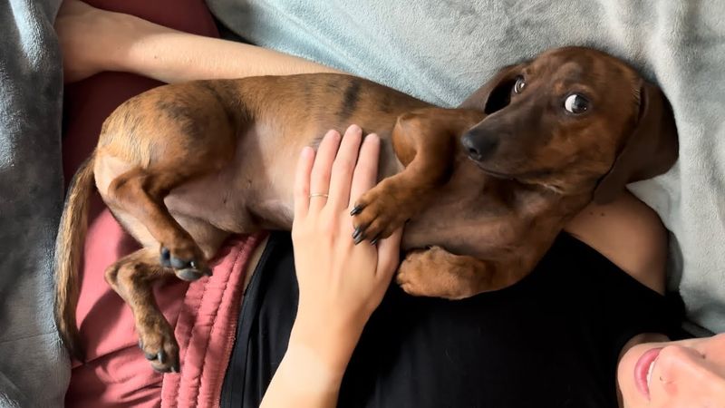 Molly, the Snuggle Expert