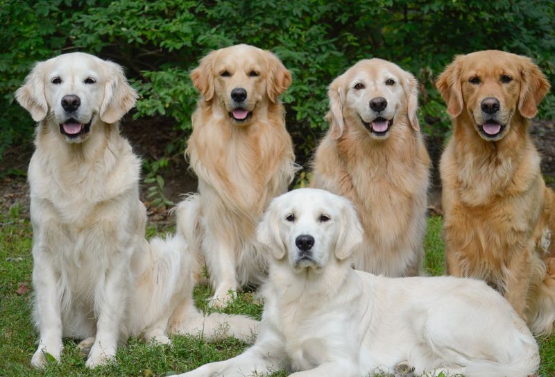 Coat Color Spectrum