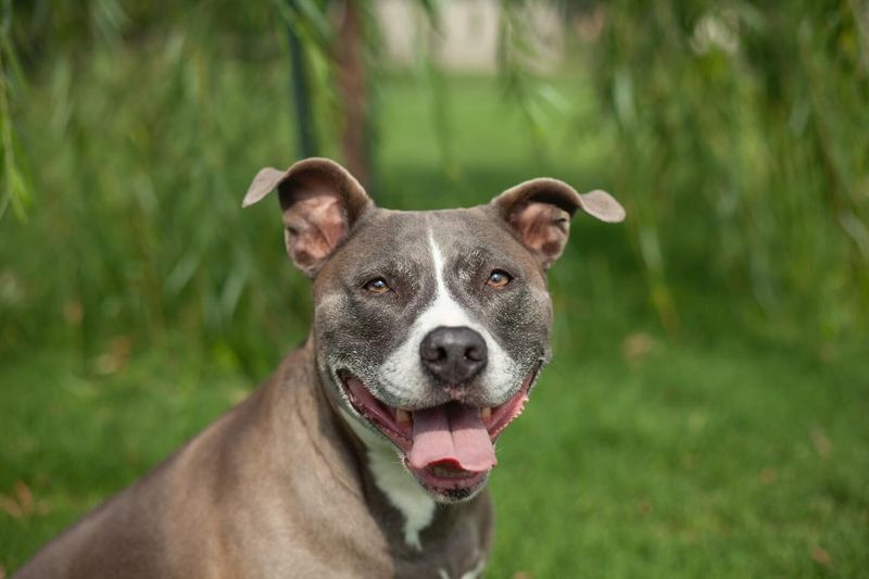 American Pit Bull Terrier
