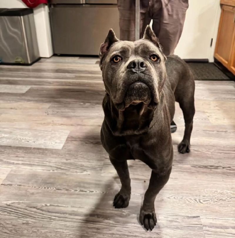 Cane Corso