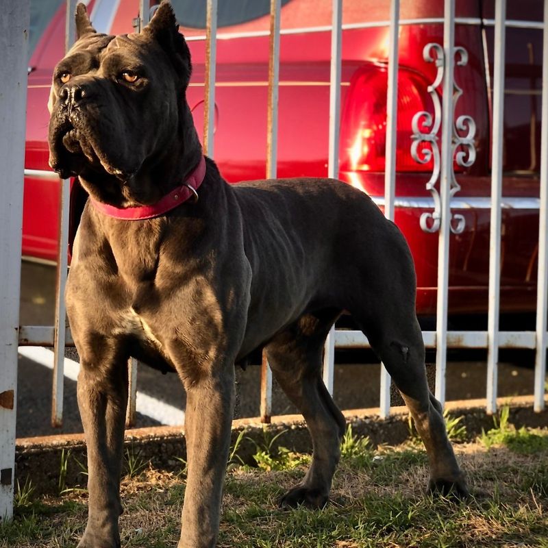 Cane Corso