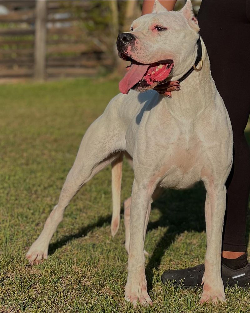 Dogo Argentino