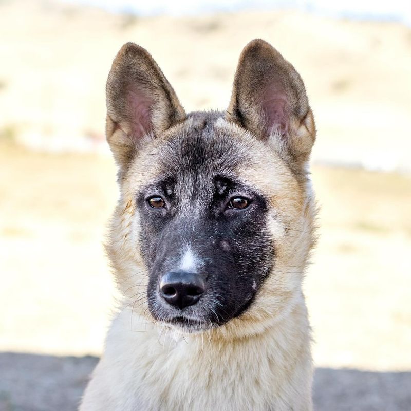 Akita