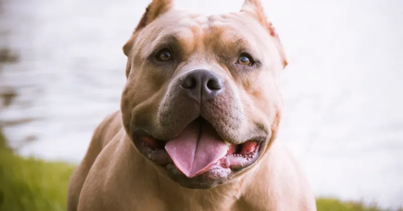 American Bully