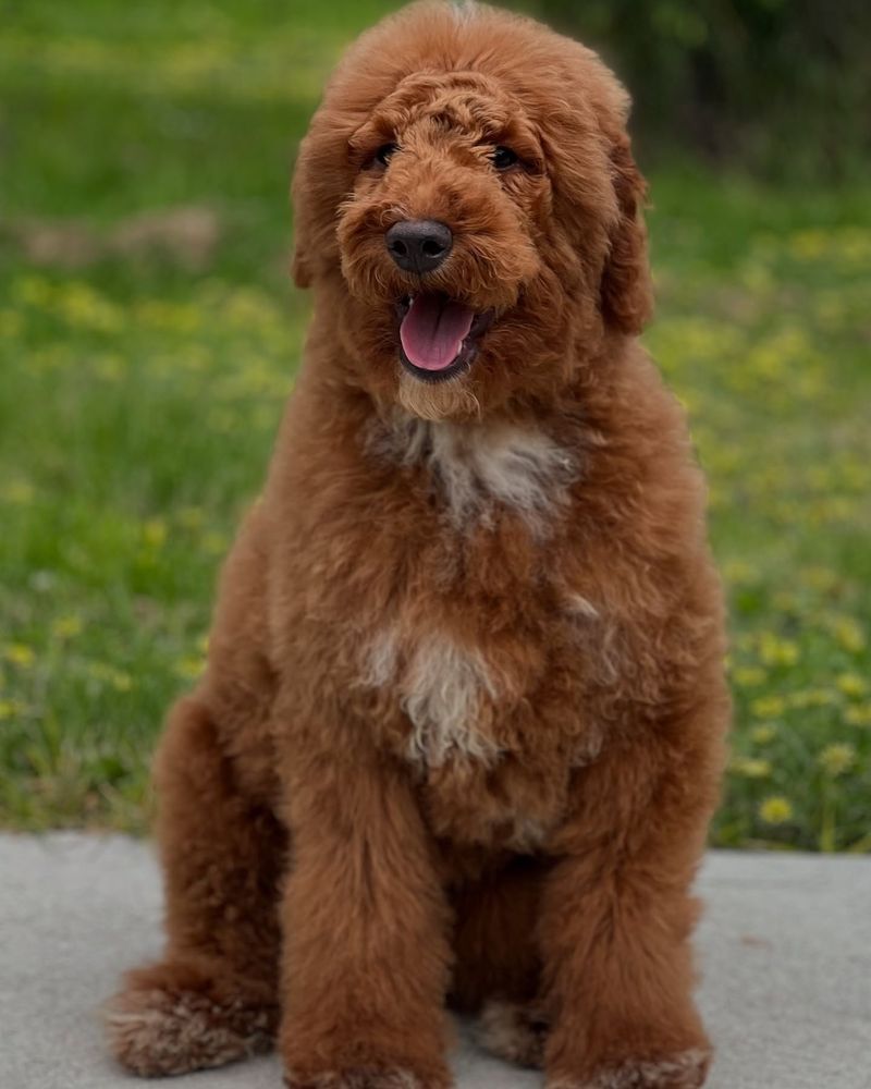 Poodle