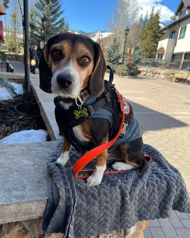 Beagle