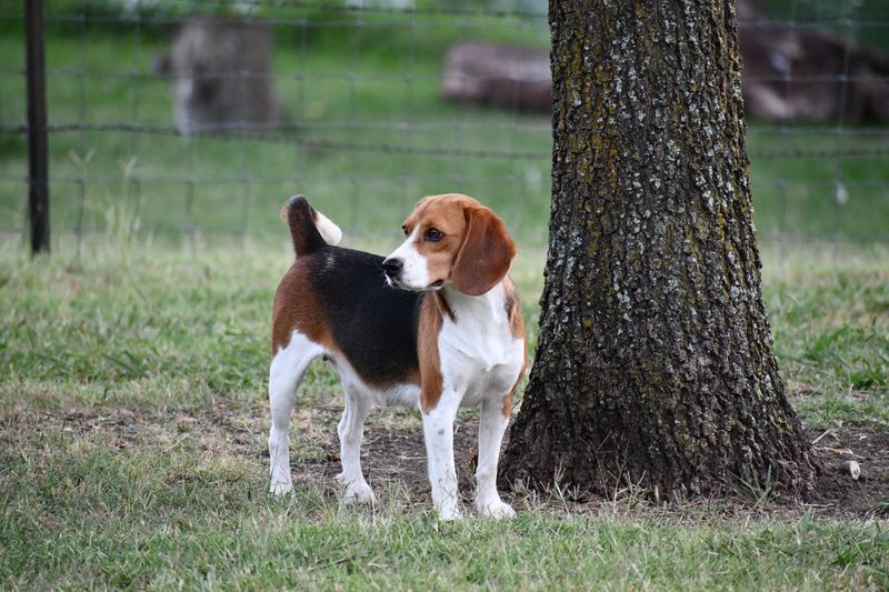 Beagle