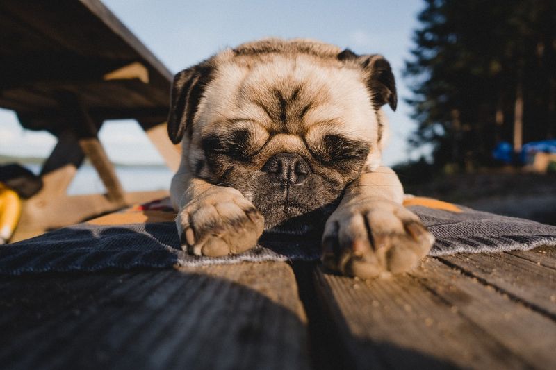 Pug