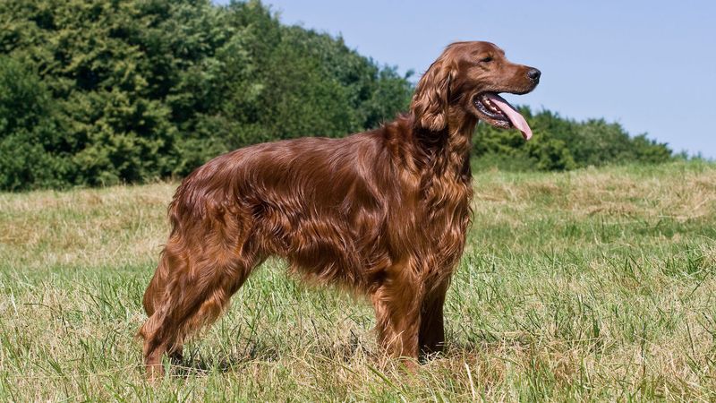 Irish Setter