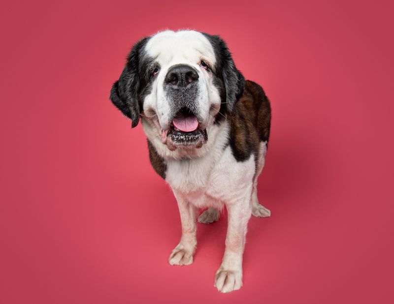 St. Bernard