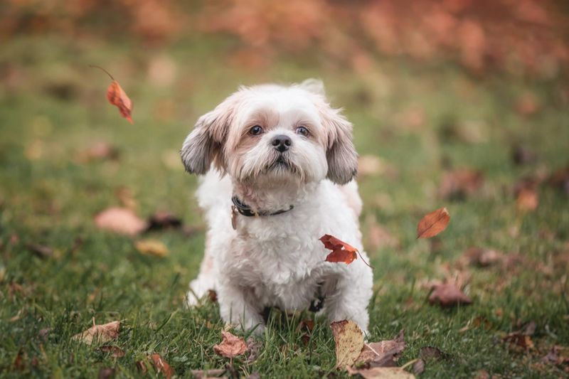 Shih Tzu