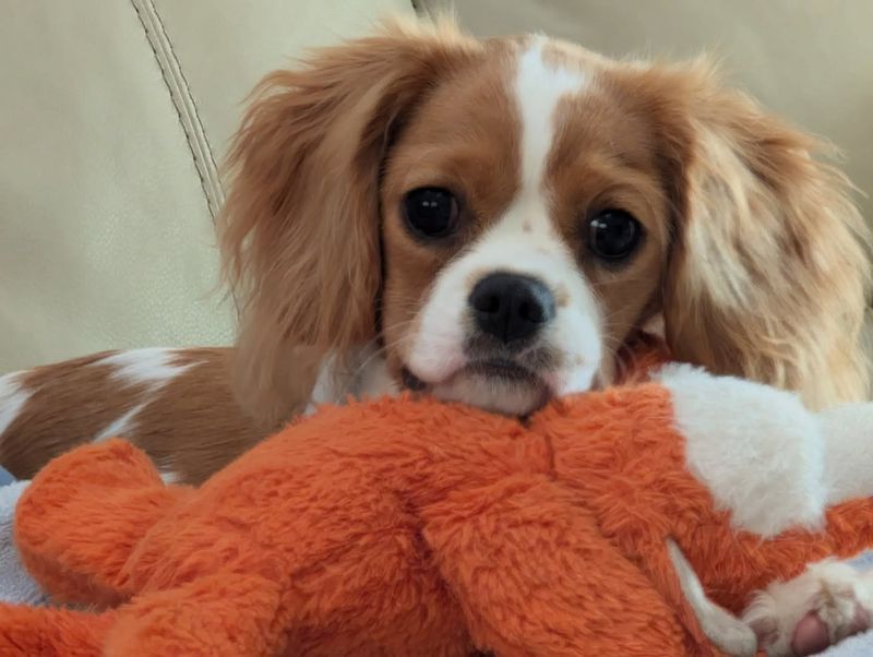 Cavalier King Charles Spaniel