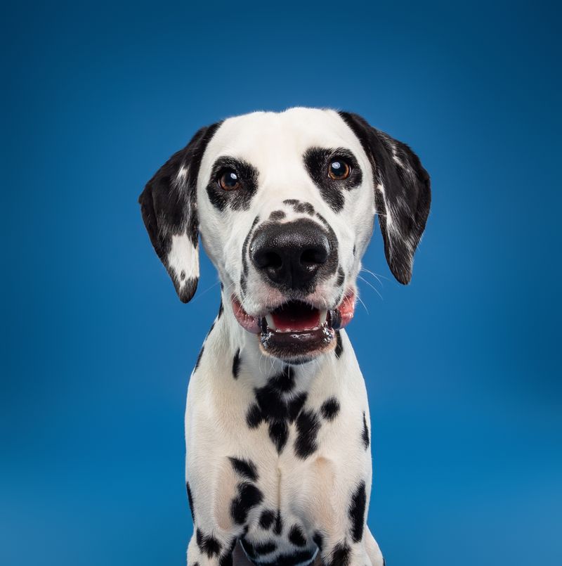 Dalmatian