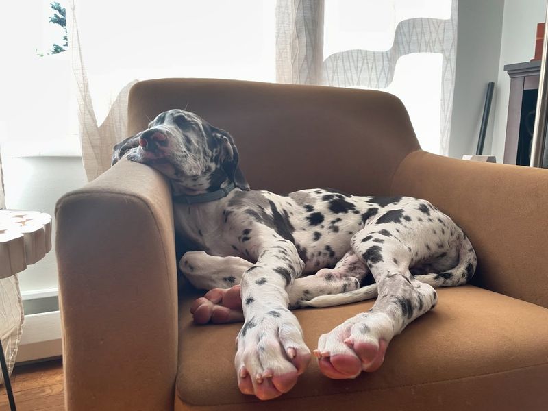 Great Dane