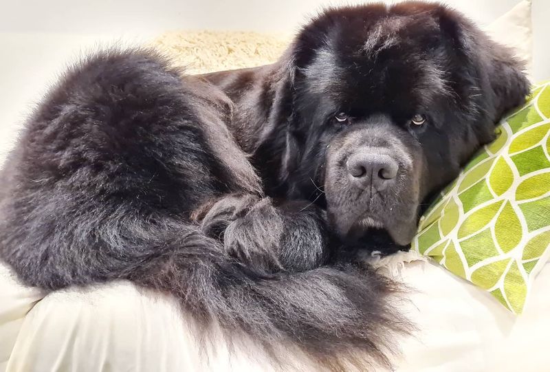 Newfoundland
