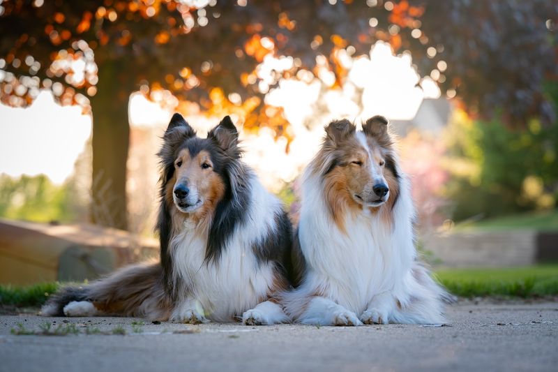 Collie