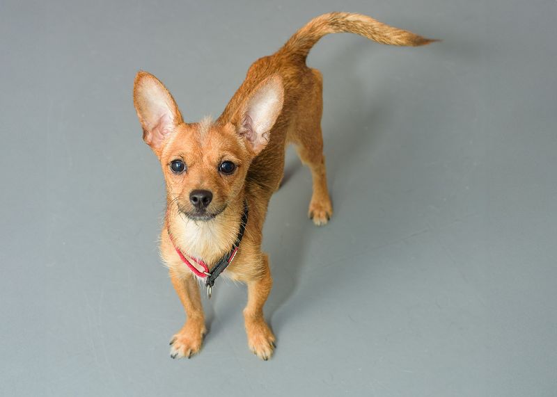 Chihuahua