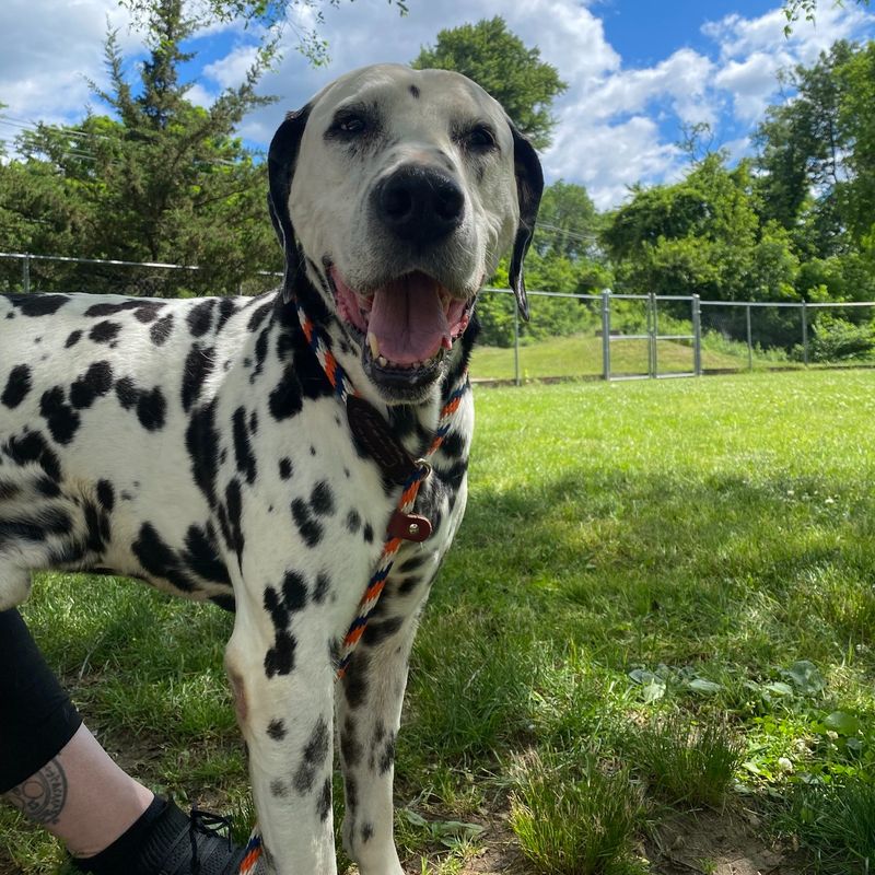 Dalmatian