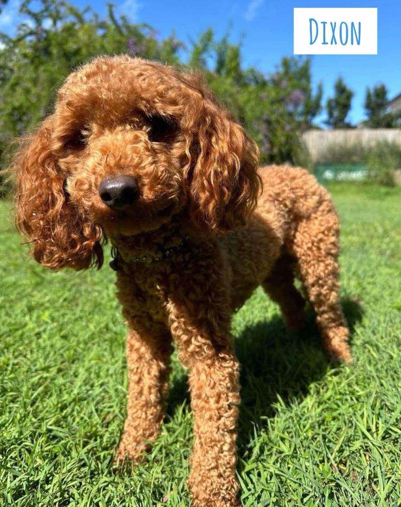 Poodle