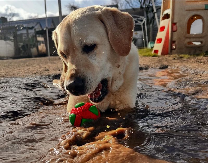 Labrador Retriever