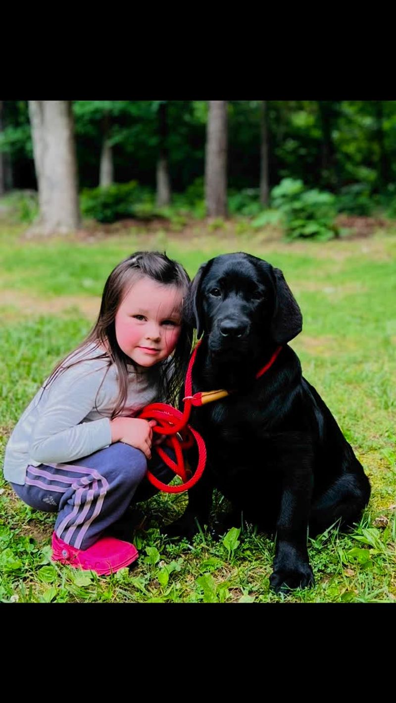 Labrador Retriever