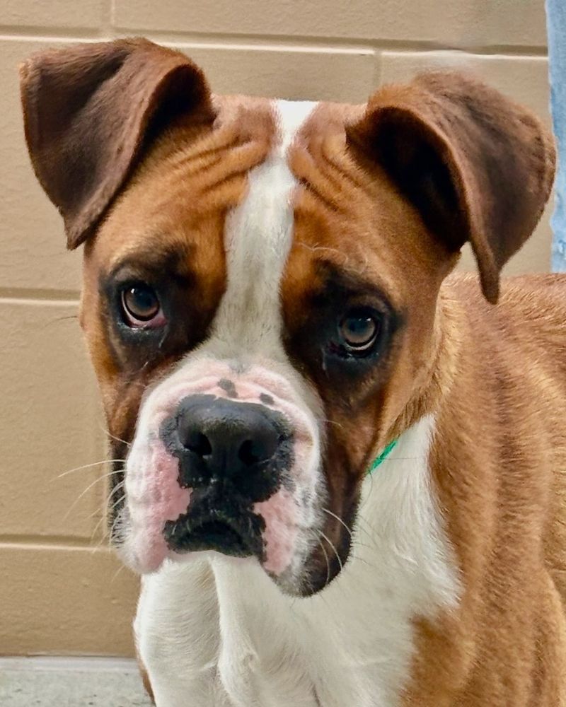 Boxer