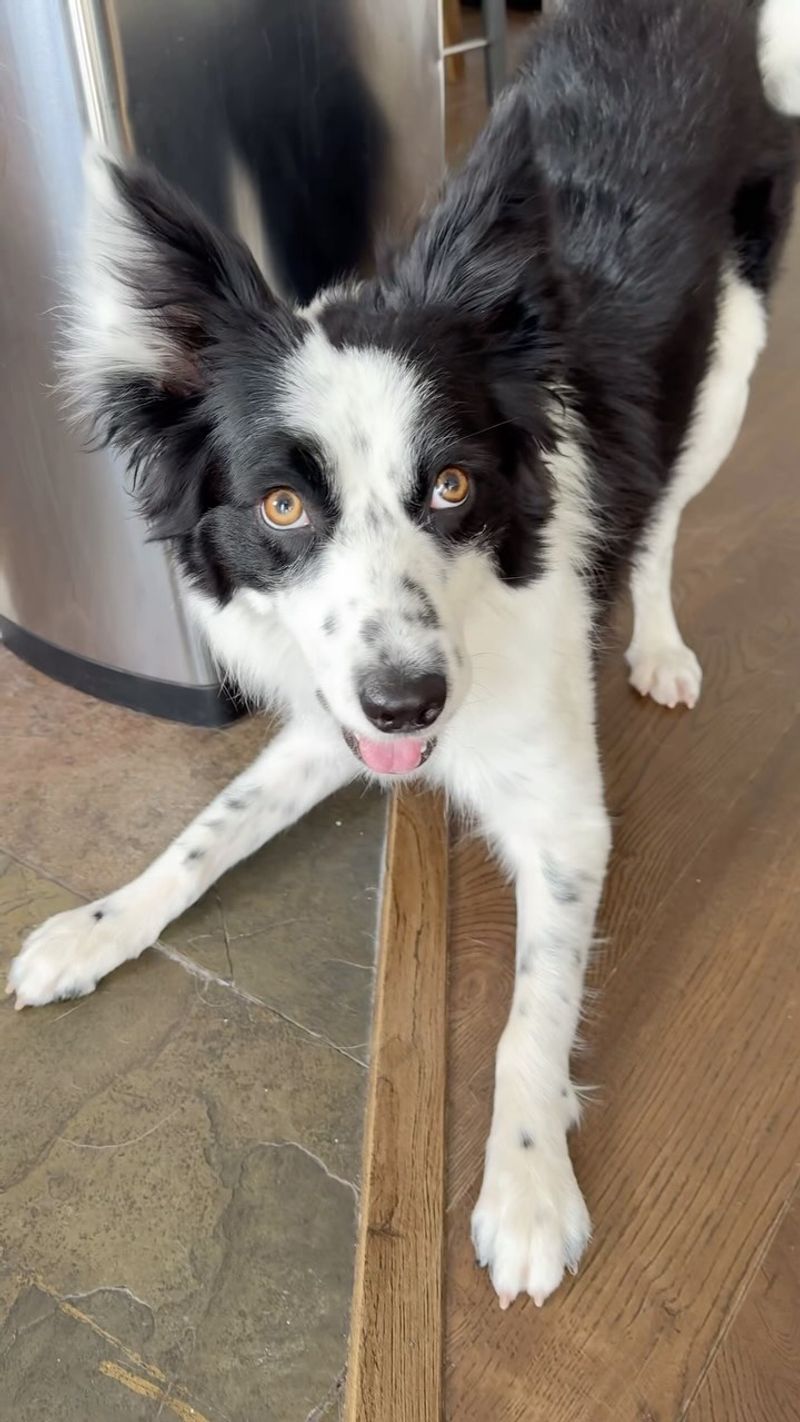 Border Collie
