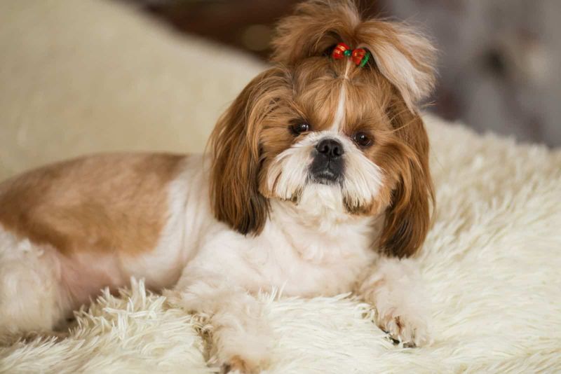 Shih Tzu