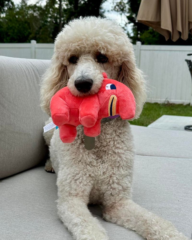 Poodle