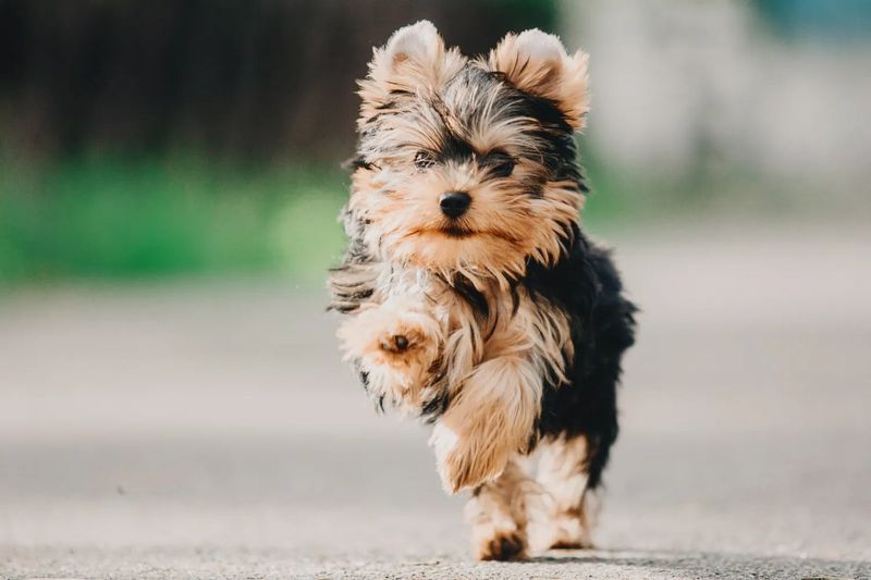 Yorkshire Terrier