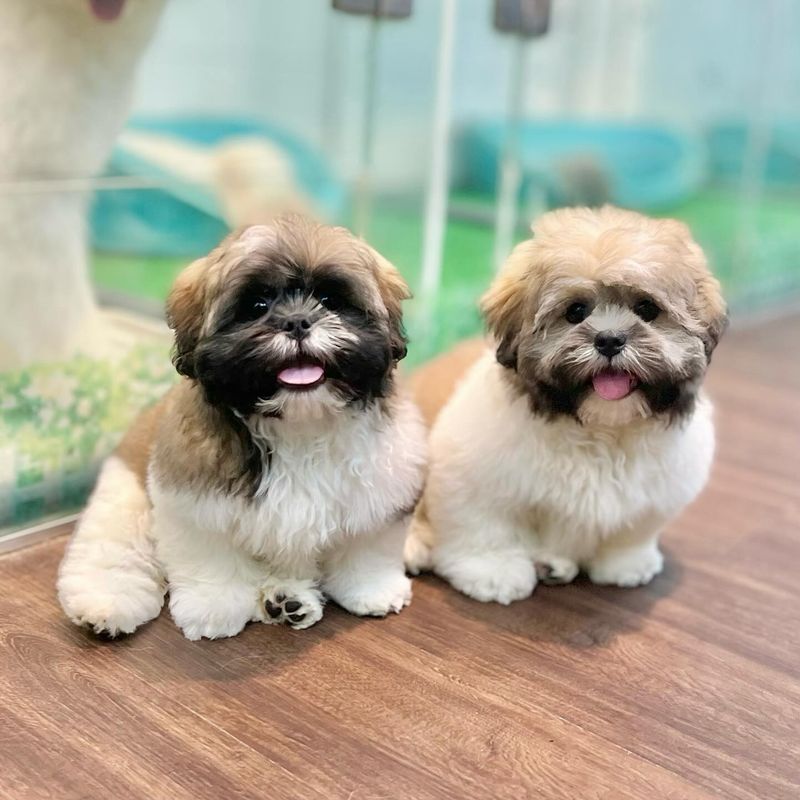 Shih Tzu