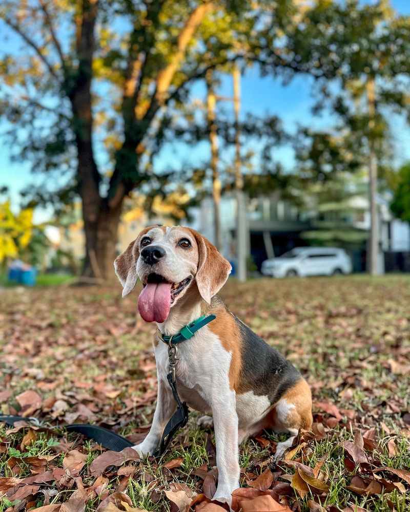 Beagle